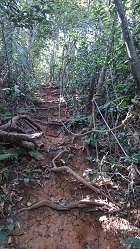 登山道途中